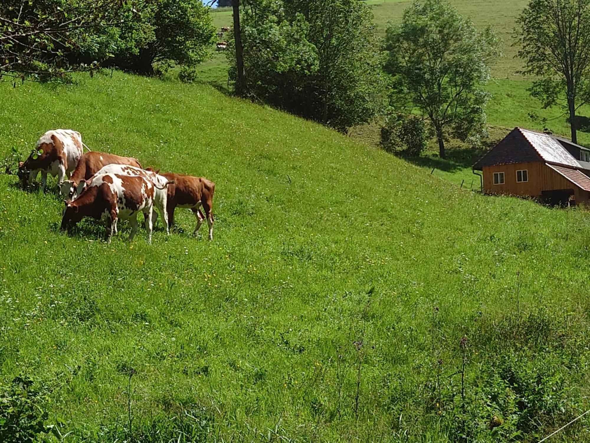 Brosihof Lägenhet Erlenbach  Exteriör bild